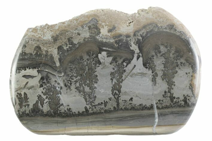 Triassic Aged Stromatolite Fossil - England #365687